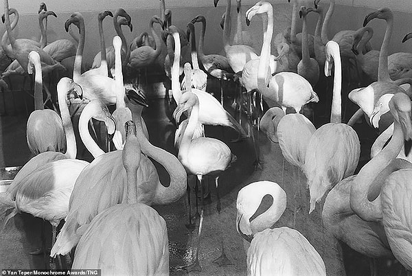 Фламинго сбиваются в кучу, чтобы согреться в комнате в холодный день в зоопарке в Австрии. Голландский фотограф Ян Тепер получил почетную награду в категории «Профессиональная природа» за свою фотографию.