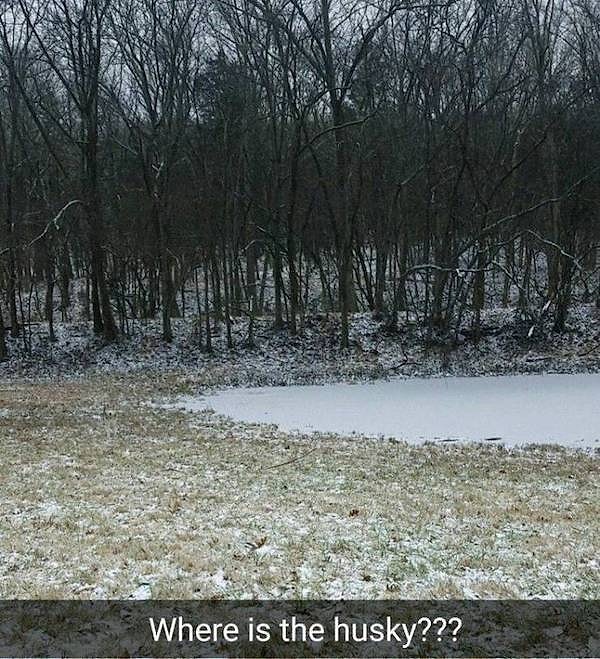 10. "Куда спряталась хаски?!"