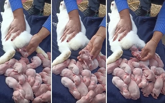 Bir Sürü Yavru Doğuran Anne Tavşanın Doğum Anını İzlerken Hipnotize Olacaksınız