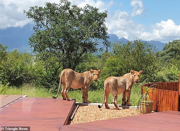 Дэвид, владелец строительной фирмы Davon Construction, сказал, что он и Маришка прибыли в дом его отца в поместье Лидвуд, чтобы проверить выставленную на продажу недвижимость.