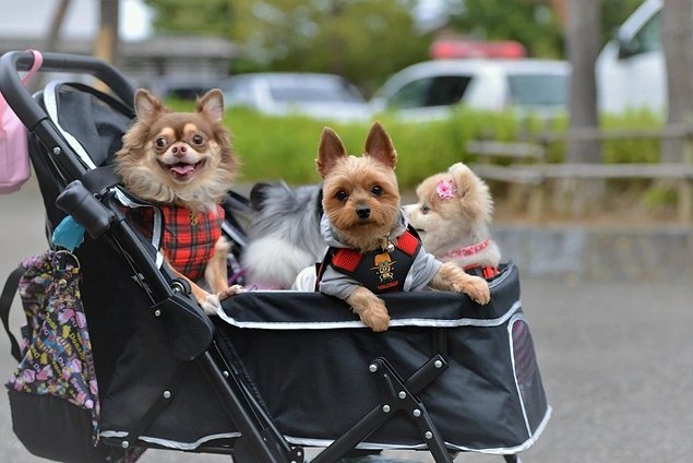 Uşaq arabalarında köpəklər uşaq yerinə oturur.