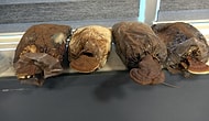 Kilosu 3 Bin Lira… 'Ölümsüzlük Mantarı' Türkiye’de Üretildi