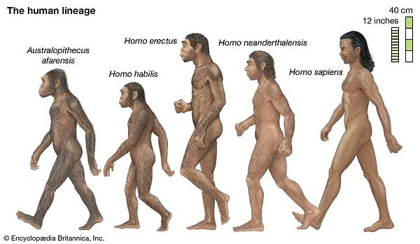 Hala insan türleri hakkında tam olarak bilgiye sahip değiliz. Henüz 2010 yılında yeni bir insan türü daha keşfedildi.