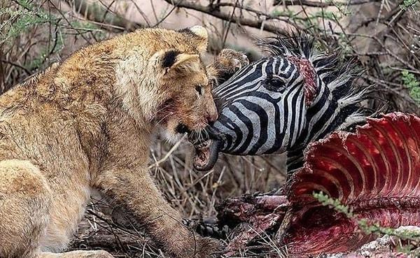 8. Tanzanya'daki Serengeti Ulusal Parkı'nda bir yaşındaki bir aslan tarafından öldürülen zebra: