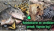 Doğanın Korkutucu Yüzünü İliklerinize Kadar Hissetmenize Sebep Olacak Birbirinden Ürkütücü 15 Yeni Fotoğraf