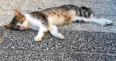 Mersin'de 15 Kedi Zehirlenerek Öldürüldü...