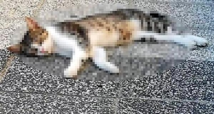 Mersin'de 15 Kedi Zehirlenerek Öldürüldü...