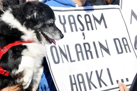 Hayvan Hakları Yasası Hâlâ Meclis'te Bekliyor: Yine Bir Yavru Köpeğin Bacakları Kesildi