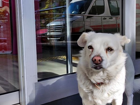 Ambulansın Peşinden Koştu: Sahibi Tedavi Gören Köpek, 5 Gündür Hastane Kapısında