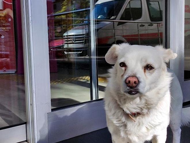 Ambulansın Peşinden Koştu: Sahibi Tedavi Gören Köpek, 5 Gündür Hastane Kapısında