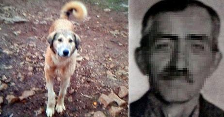 Bir Canın Bedeli Bin 33 Lira! Günde 5 Ekmek Yediği Gerekçesiyle Köpeğini Öldüren Adama Bin 33 Lira Ceza