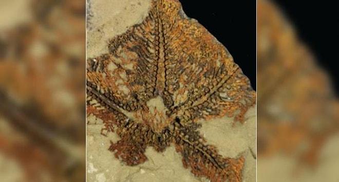 Dünyanın En Eski Denizyıldızı Fosili Bulundu: 480 Milyon Yıl Öncesine Ait Olduğu Düşünülüyor