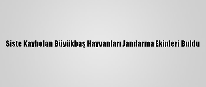 Siste Kaybolan Büyükbaş Hayvanları Jandarma Ekipleri Buldu