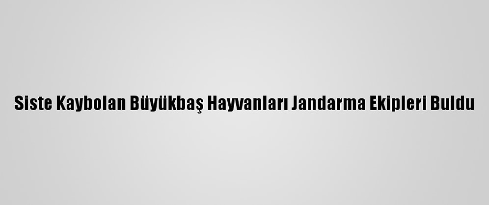 Siste Kaybolan Büyükbaş Hayvanları Jandarma Ekipleri Buldu