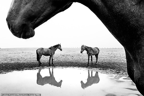 Три лошади стоят у лужи на морозных северо-западных полях Польши. Лукаш Ковальский занял первое место в категории «Профессиональная природа» за свою работу.