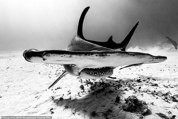 Самка акулы-молота плавает недалеко от морского дна в Бимини, Багамы. Американский фотограф Ричард Кондлифф удостоен почетной награды в номинации "Дикая природа".