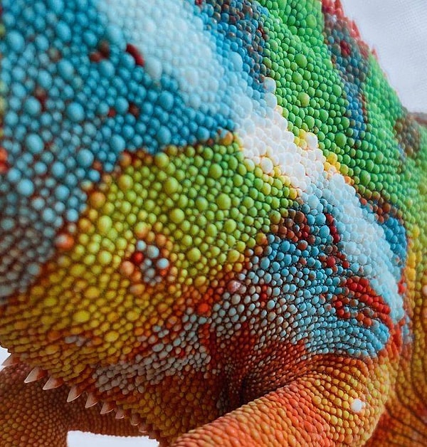 9. "Фото моего хамелеона крупным планом".