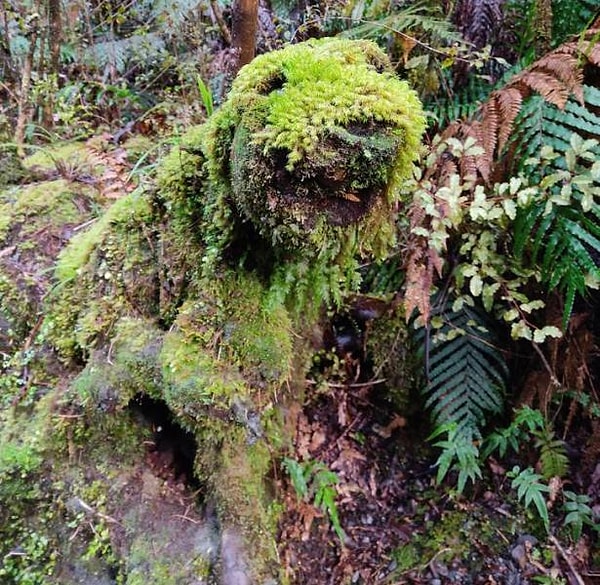 19. "Я отправился в поход и заметил заросший мхом пень, который очень смахивал на огромного щенка".