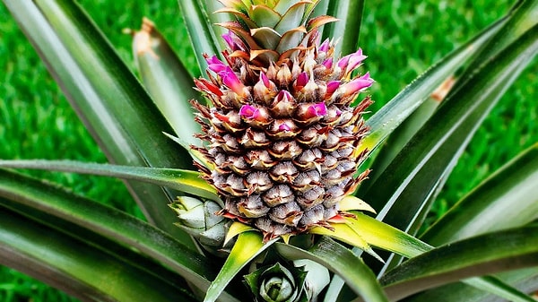 5. И, кстати, знаете ли вы, что один ананас на самом деле состоит из 200 цветков, которые распустились и образовали единую массу?