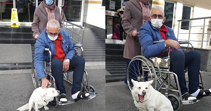 Hastanenin Kapısında Beklediği İnsan Dostu Cemal Şentürk Taburcu Olunca Mutluluktan Havalara Uçan Köpek