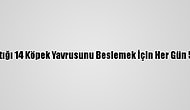 Tesadüfen Karşılaştığı 14 Köpek Yavrusunu Beslemek İçin Her Gün 5 Kilometre Yürüyor