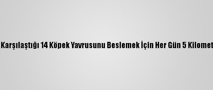 Tesadüfen Karşılaştığı 14 Köpek Yavrusunu Beslemek İçin Her Gün 5 Kilometre Yürüyor