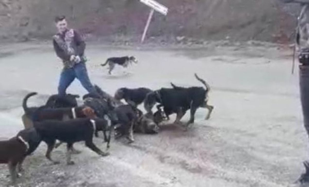 Denizli De Tepki Ceken Goruntu Yaraladiklari Yavru Domuzu Kopeklere Parcalattilar