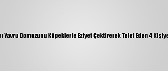 Denizli'de Avladıkları Yavru Domuzunu Köpeklerle Eziyet Çektirerek Telef Eden 4 Kişiye Para Cezası Verildi