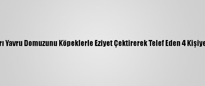 Denizli'de Avladıkları Yavru Domuzunu Köpeklerle Eziyet Çektirerek Telef Eden 4 Kişiye Para Cezası Verildi