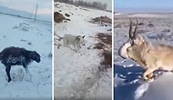 Kazakistan'ın En Büyük Metropollerinden Almatı'da Soğuktan Donan Hayvanların Görüntüleri