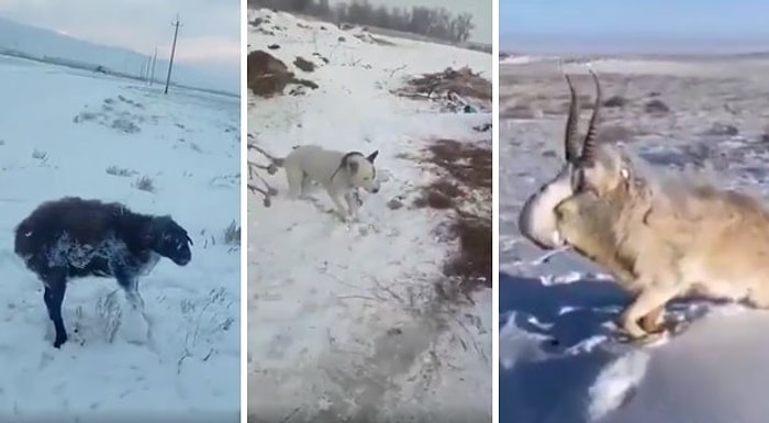 Kazakistan'ın En Büyük Metropollerinden Almatı'da Soğuktan Donan Hayvanların Görüntüleri