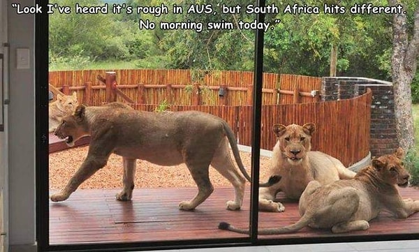 1. "Говорят, что в Австралии живется несладко. В Южной Африке тоже, знаете ли! Сегодня утренний заплыв в бассейне отменяется".