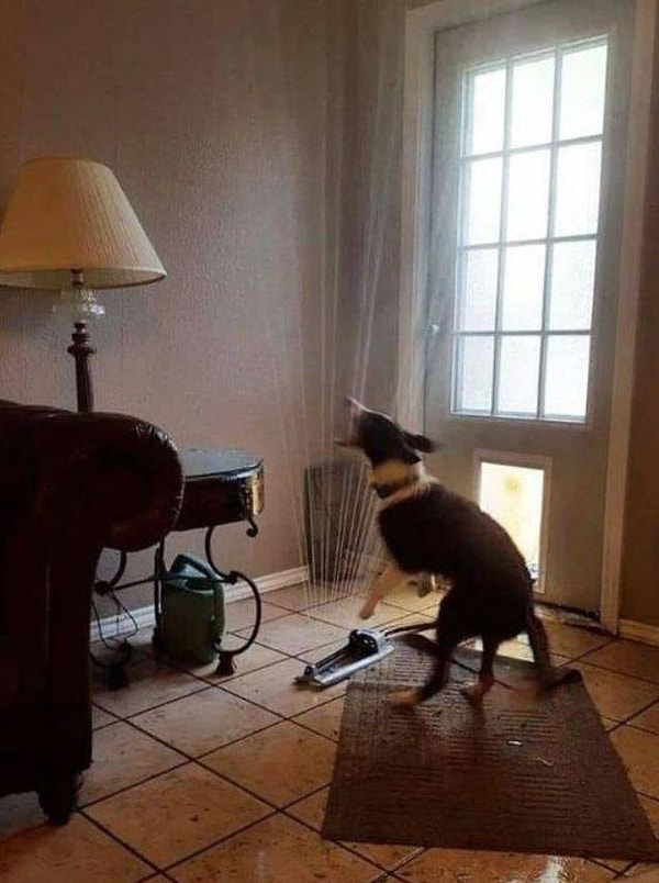 2. Когда оставил собаку без присмотра всего на минутку, а она решила полить не газон, а ковер в гостиной.