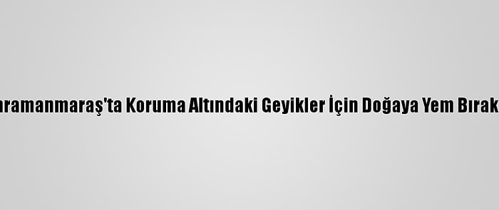 Kahramanmaraş'ta Koruma Altındaki Geyikler İçin Doğaya Yem Bırakıldı