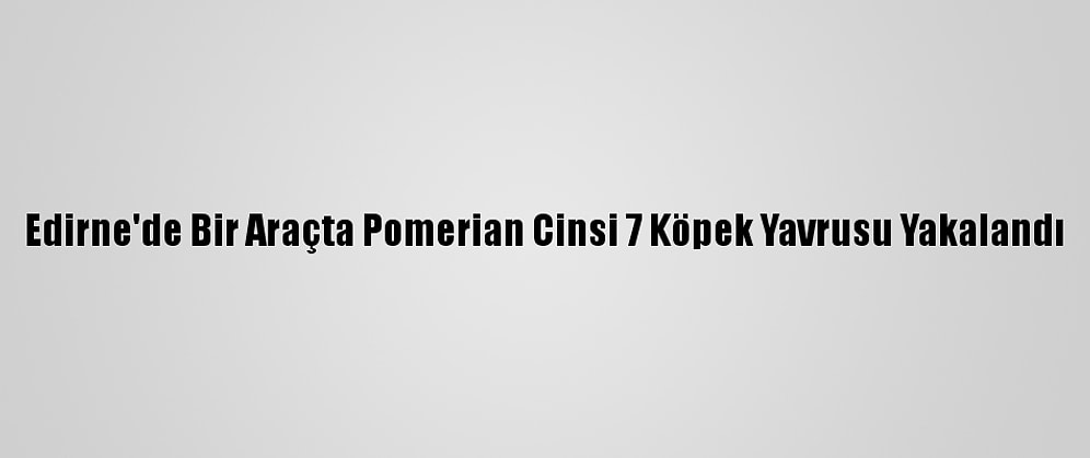 Edirne'de Bir Araçta Pomerian Cinsi 7 Köpek Yavrusu Yakalandı