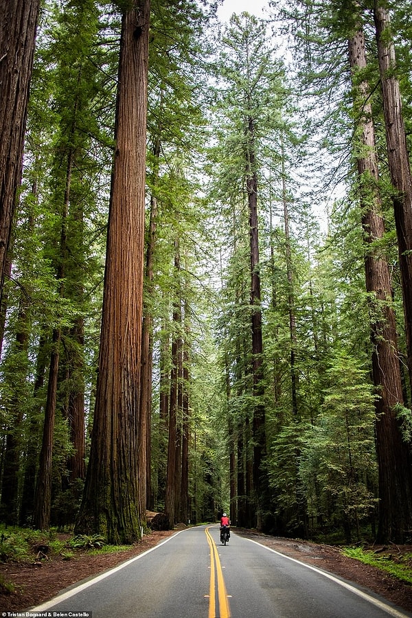 Катание на велосипеде по Калифорнии среди потрясающих красных деревьев. Дорога в парке штата Гумбольдт Редвудс известна как Аллея гигантов. Авторы заявляют, что это было «очень знаменательно».