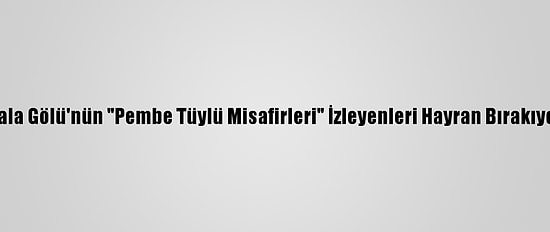Gala Gölü'nün "Pembe Tüylü Misafirleri" İzleyenleri Hayran Bırakıyor