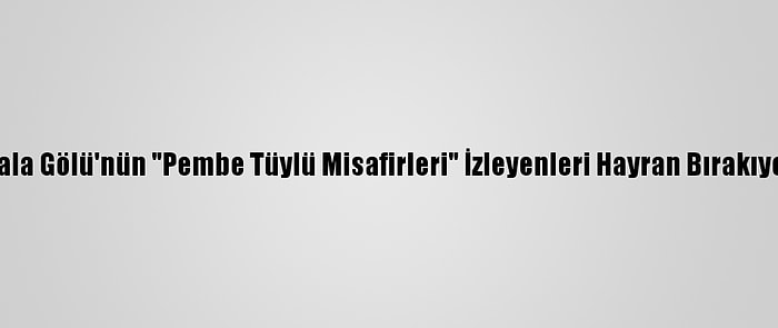 Gala Gölü'nün "Pembe Tüylü Misafirleri" İzleyenleri Hayran Bırakıyor