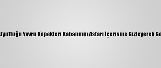 İlaçla Uyuttuğu Yavru Köpekleri Kabanının Astarı İçerisine Gizleyerek Getirmiş