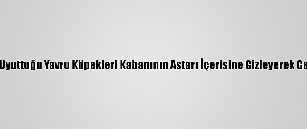 İlaçla Uyuttuğu Yavru Köpekleri Kabanının Astarı İçerisine Gizleyerek Getirmiş