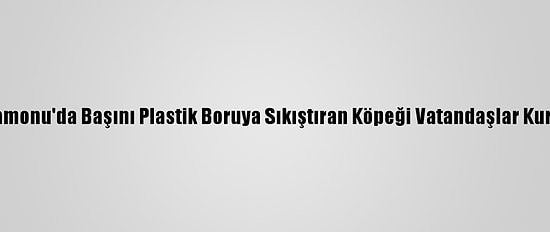Kastamonu'da Başını Plastik Boruya Sıkıştıran Köpeği Vatandaşlar Kurtardı