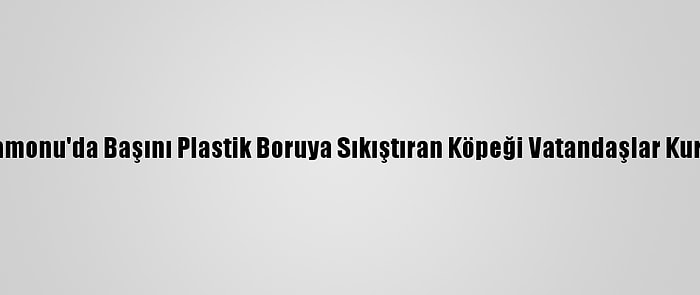 Kastamonu'da Başını Plastik Boruya Sıkıştıran Köpeği Vatandaşlar Kurtardı