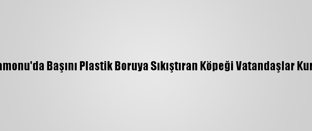 Kastamonu'da Başını Plastik Boruya Sıkıştıran Köpeği Vatandaşlar Kurtardı