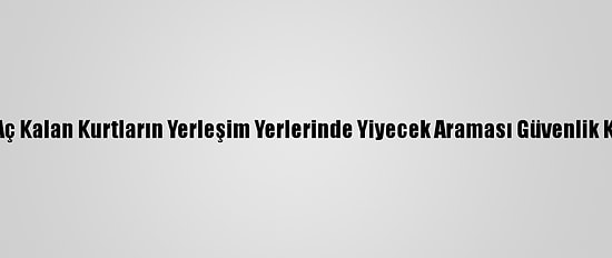 Erzincan'da Aç Kalan Kurtların Yerleşim Yerlerinde Yiyecek Araması Güvenlik Kamerasında