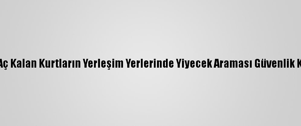 Erzincan'da Aç Kalan Kurtların Yerleşim Yerlerinde Yiyecek Araması Güvenlik Kamerasında