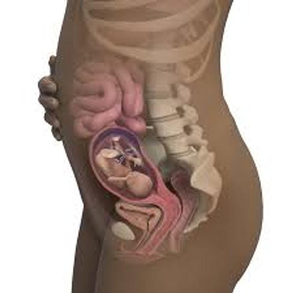Bebeğinizin sinirlerini saran bir yağ dokusu vardır. Gebeliğin 19. haftasında bu doku gelişmeye başladı.