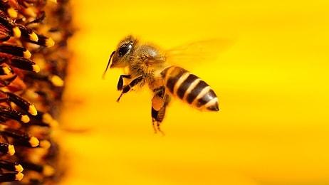 Koronaya İyi Geliyor Diyerek Bal Arılarına Kendilerini Isırtıyorlar: 'Bilimsel Kanıt Yok'