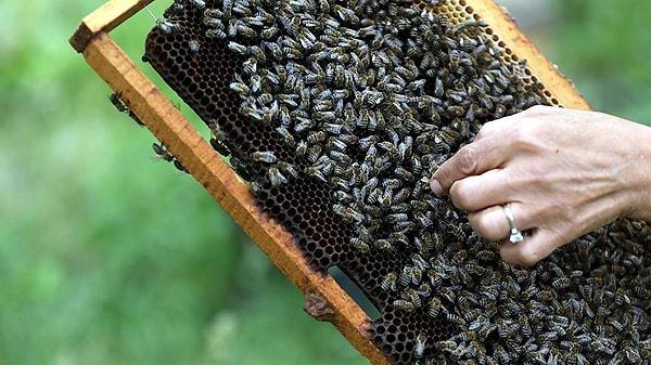 'İnsanlar doğrudan kendilerine bu ürünleri ya da arı zehrini, ya da arının kendisini doğrudan uygulamaya çalışıyor'