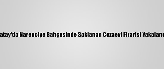 Hatay'da Narenciye Bahçesinde Saklanan Cezaevi Firarisi Yakalandı