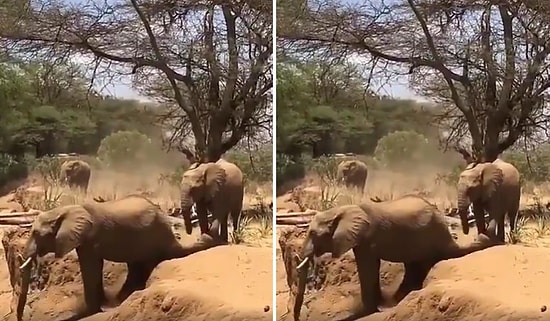 Yüksek Bir Yerden İnerken Kendine Has Bir Yöntemle İnen Filin Muhteşem Görüntüleri